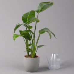 Strelitzia Nicolai, Topf-Ø 17 Cm, Höhe Ca. 55 Cm -Compo Verkaufsgeschäft 0210104742 Strelitzia nicolai T17 3