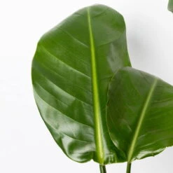 Strelitzia Nicolai, Topf-Ø 17 Cm, Höhe Ca. 55 Cm -Compo Verkaufsgeschäft 0210104742 Strelitzia nicolai T17 4