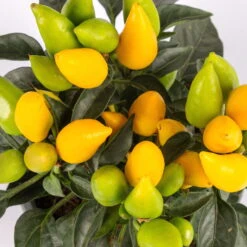 Capsicum 'Salsa Yellow', Topf-Ø 10,5, 6er-Set 5 Capsicum 'Salsa Yellow', Topf-Ø 10,5, 6er-Set -Compo Verkaufsgeschäft 0210104754 Capsicum anuum Salsa Yellow T105 6er Set