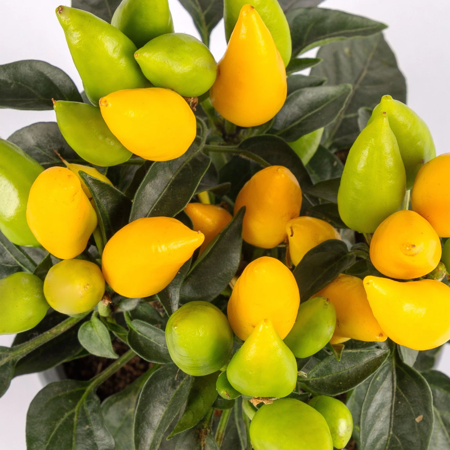 Capsicum 'Salsa Yellow', Topf-Ø 10,5, 6er-Set 2 Capsicum 'Salsa Yellow', Topf-Ø 10,5, 6er-Set - Image 2