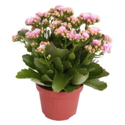 Kalanchoe 'Calandiva'®, Rosa-weiß, Topf-Ø 12 Cm, Höhe Ca. 27,5 Cm, 6er-Set -Compo Verkaufsgeschäft 0210350156 Kalanchoe Cal rosa weiss