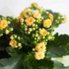Kalanchoe 'Calandiva'®, Gelb, Topf-Ø 12 Cm, Höhe Ca. 27,5 Cm, 6er-Set -Compo Verkaufsgeschäft 0210350157 Kalanchoe Cal gelb 12cm T H 26cm