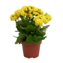 Kalanchoe 'Calandiva'®, Gelb, Topf-Ø 12 Cm, Höhe Ca. 27,5 Cm, 6er-Set -Compo Verkaufsgeschäft 0210350157 Kalanchoe Cal gelb