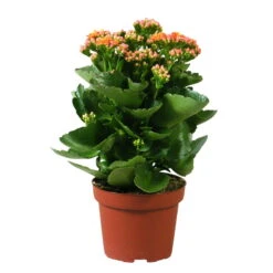Kalanchoe 'Calandiva'®, Orange, Topf-Ø 12 Cm, Höhe Ca. 27,5 Cm, 6er-Set -Compo Verkaufsgeschäft 0210350158 Kalanchoe Cal orange