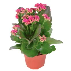 Kalanchoe 'Calandiva'®, Violett, Topf-Ø 12 Cm, Höhe Ca. 27,5 Cm, 6er-Set -Compo Verkaufsgeschäft 0210350159 Kalanchoe cal violett