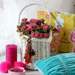 Kalanchoe 'Calandiva'®, Violett, Topf-Ø 12 Cm, Höhe Ca. 27,5 Cm, 6er-Set -Compo Verkaufsgeschäft 0210350159 Kalanchoe cal violett2