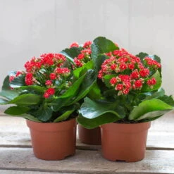 Kalanchoe 'Calandiva'®, Rot, Topf-Ø 12 Cm, Höhe Ca. 27,5 Cm, 6er-Set -Compo Verkaufsgeschäft 0210350161 Kalanchoe Cal rot 12 cm T H 26cm1