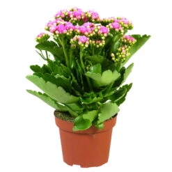 Kalanchoe 'Calandiva'®, Rosa, Topf-Ø 12 Cm, Höhe Ca. 27,5 Cm, 6er-Set -Compo Verkaufsgeschäft 0210350167 Kalanchoe Cal rosa