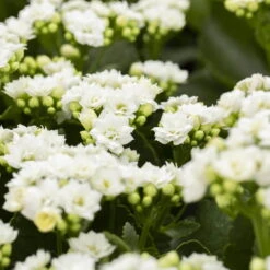 Neue Veröffentlichungen -Compo Verkaufsgeschäft 0210350168 Kalanchoe Cal weiss 12cm T H26cm