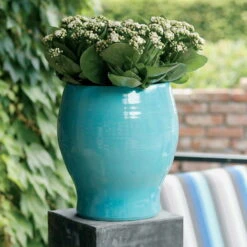 Kalanchoe 'Calandiva'®, Weiß, Topf-Ø 12 Cm, Höhe Ca. 27,5 Cm, 6er-Set 10 Kalanchoe 'Calandiva'®, Weiß, Topf-Ø 12 Cm, Höhe Ca. 27,5 Cm, 6er-Set -Compo Verkaufsgeschäft 0210350168 Kalanchoe Cal weiss1