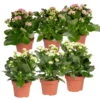 Kalanchoe 'Calandiva'®, Weiß & Rosa, Topf-Ø 12 Cm, Höhe Ca. 20-30 Cm, 6er-Set -Compo Verkaufsgeschäft 0210350367 Kalanchoe weiss rosa 6er Set 3xweiss 3xrosa