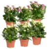 Kalanchoe 'Calandiva'®, Weiß&violett, Topf-Ø 12 Cm, Höhe Ca. 20-30 Cm, 6er-Set -Compo Verkaufsgeschäft 0210350368 Kalanchoe weiss violett 6er Set 3xweiss 3xviolett