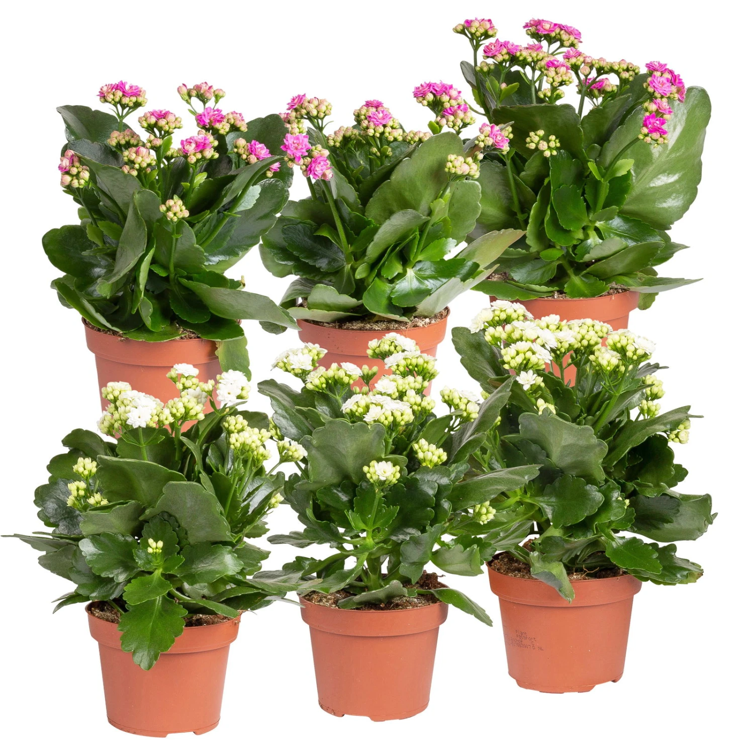 Kalanchoe 'Calandiva'®, Weiß&violett, Topf-Ø 12 Cm, Höhe Ca. 20-30 Cm, 6er-Set 1 Kalanchoe 'Calandiva'®, Weiß&violett, Topf-Ø 12 Cm, Höhe Ca. 20-30 Cm, 6er-Set
