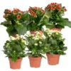 Kalanchoe 'Calandiva'®, Weiß & Rot, Topf-Ø 12 Cm, Höhe Ca. 20-30 Cm, 6er-Set -Compo Verkaufsgeschäft 0210350370 Kalanchoe weiss rot 6er Set 3xweiss 3xrot