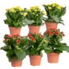 Kalanchoe 'Calandiva'®, Rot&gelb, Topf Topf-Ø 12 Cm, Höhe Ca. 20-30cm, 6er-Set -Compo Verkaufsgeschäft 0210350371 Kalanchoe rot gelb 6er Set 3xrot 3xgelb