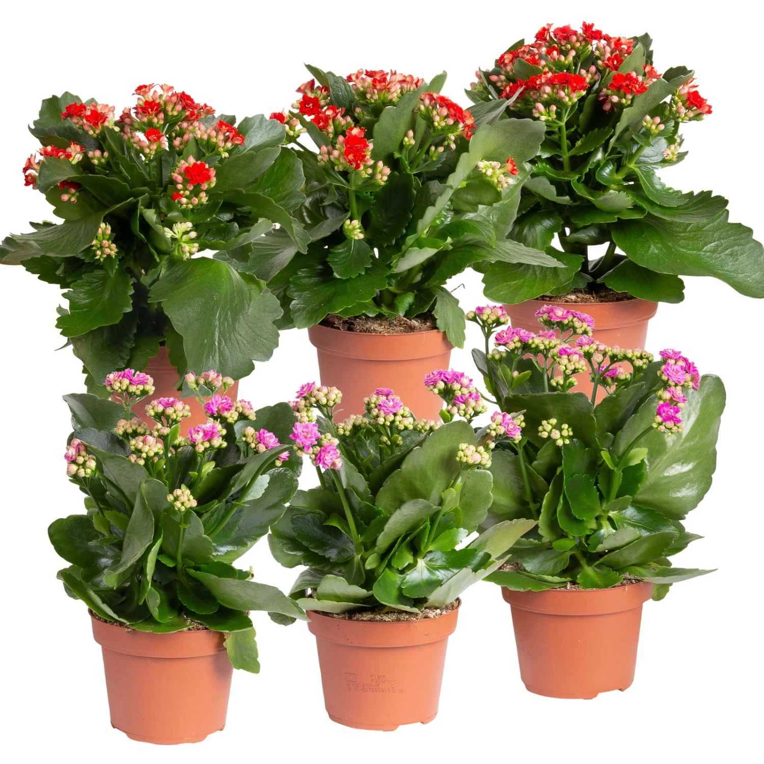 Kalanchoe 'Calandiva'®, Rot&violett, Topf-Ø 12 Cm, Höhe Ca. 20-30 Cm, 6er-Set 1 Kalanchoe 'Calandiva'®, Rot&violett, Topf-Ø 12 Cm, Höhe Ca. 20-30 Cm, 6er-Set