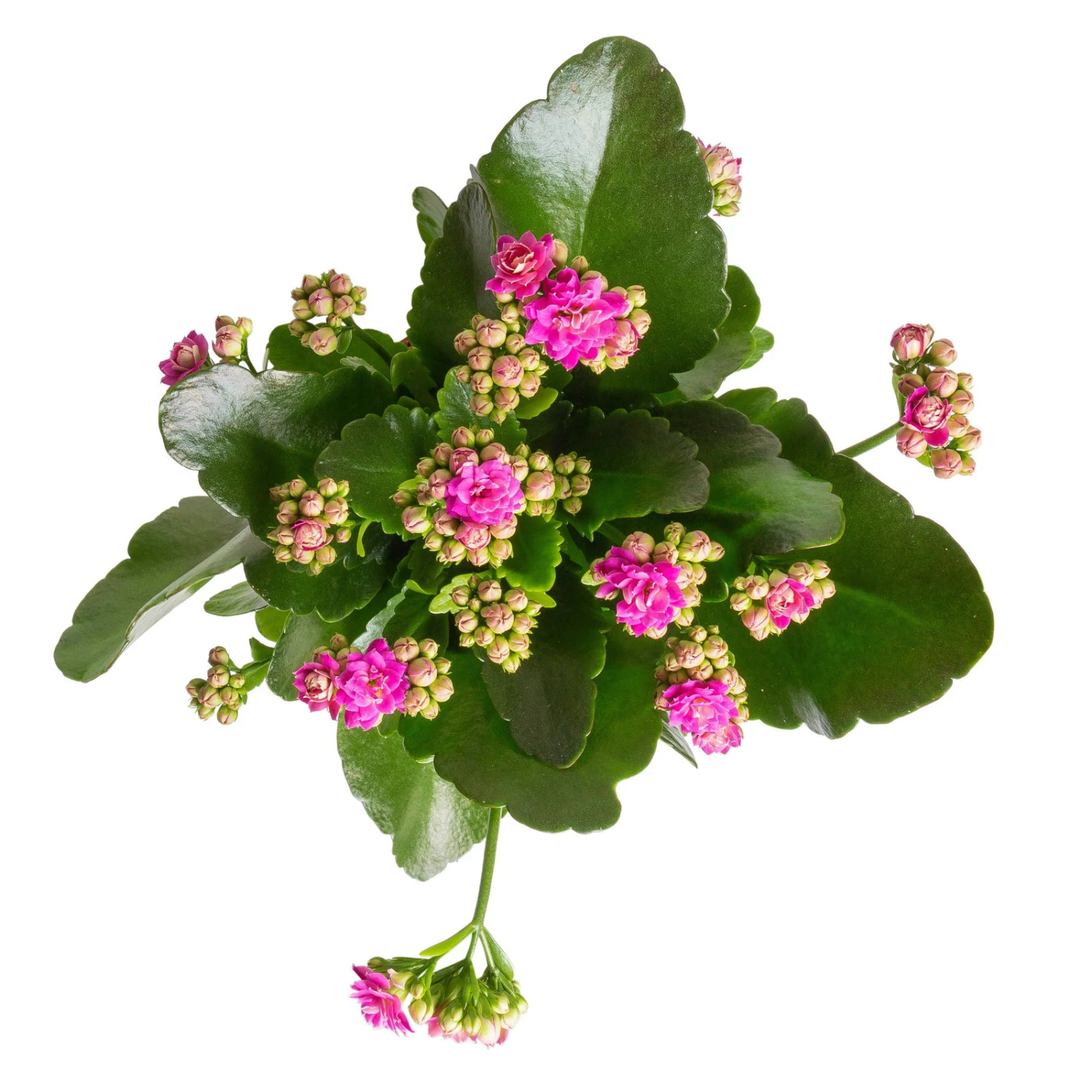 Kalanchoe 'Calandiva'®, Rot&violett, Topf-Ø 12 Cm, Höhe Ca. 20-30 Cm, 6er-Set 2 Kalanchoe 'Calandiva'®, Rot&violett, Topf-Ø 12 Cm, Höhe Ca. 20-30 Cm, 6er-Set - Image 2