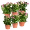 Kalanchoe 'Calandiva'®, Violett, Topf-Ø 12 Cm, Höhe Ca. 27,5 Cm, 6er-Set -Compo Verkaufsgeschäft 0210350382 Kalanchoe violett 6er Set 6xviolett 2