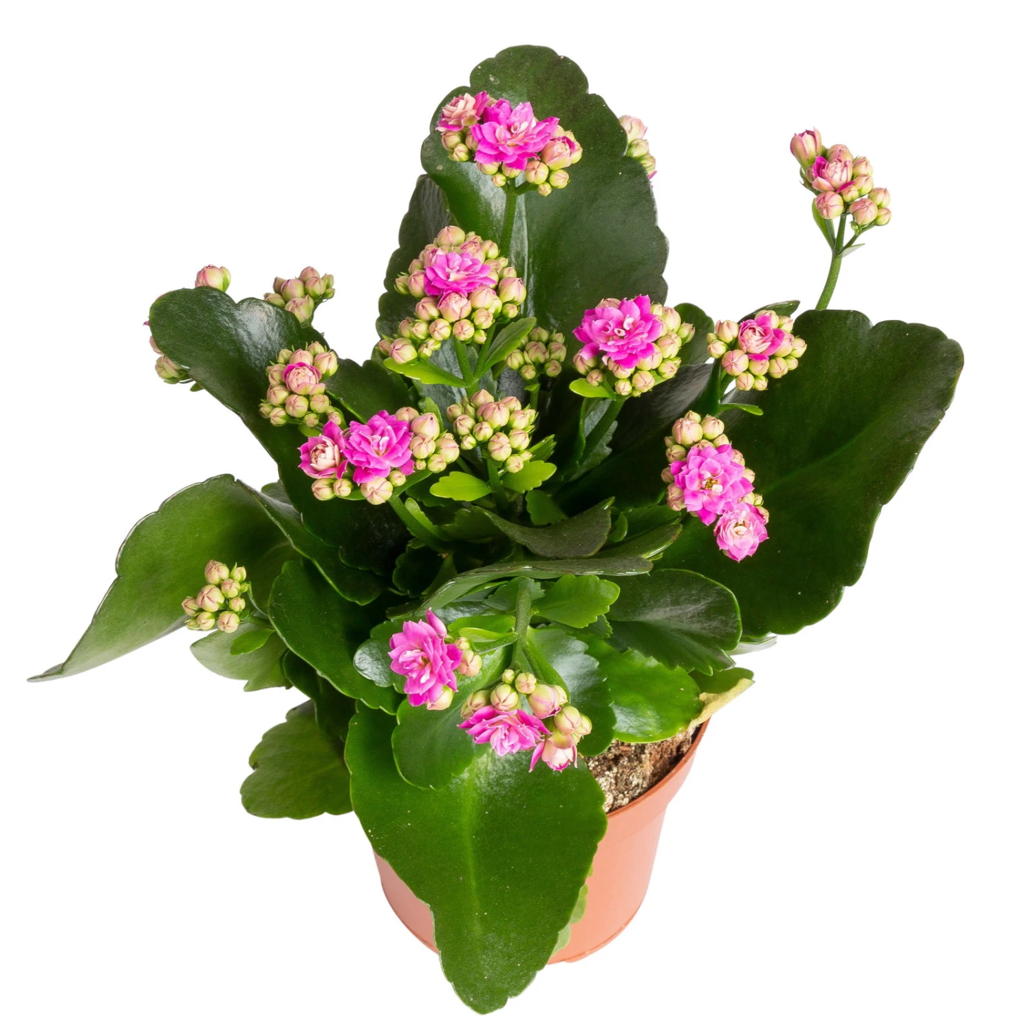 Kalanchoe 'Calandiva'®, Rot&violett, Topf-Ø 12 Cm, Höhe Ca. 20-30 Cm, 6er-Set 3 Kalanchoe 'Calandiva'®, Rot&violett, Topf-Ø 12 Cm, Höhe Ca. 20-30 Cm, 6er-Set - Image 3