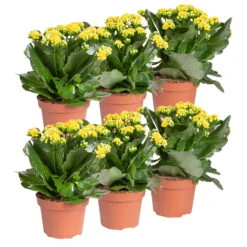 Neue Veröffentlichungen -Compo Verkaufsgeschäft 0210350384 Kalanchoe gelb 6er Set 6xgelb 1
