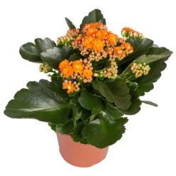 Kalanchoe 'Calandiva'®, Gelb&orange, Topf-Ø 12 Cm, Höhe Ca. 20-30 Cm, 6er-Set 9 Kalanchoe 'Calandiva'®, Gelb&orange, Topf-Ø 12 Cm, Höhe Ca. 20-30 Cm, 6er-Set -Compo Verkaufsgeschäft 0210350385 Kalanchoe orange 6er Set 6xorange 2 1