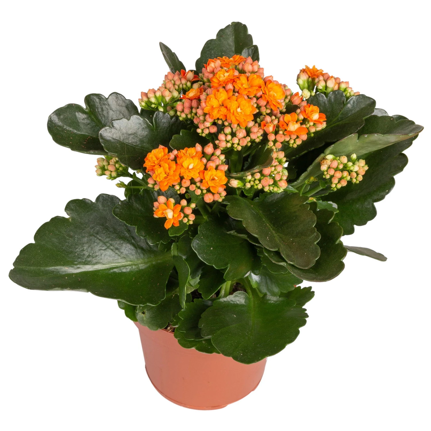 Kalanchoe 'Calandiva'®, Gelb&orange, Topf-Ø 12 Cm, Höhe Ca. 20-30 Cm, 6er-Set 3 Kalanchoe 'Calandiva'®, Gelb&orange, Topf-Ø 12 Cm, Höhe Ca. 20-30 Cm, 6er-Set - Image 3