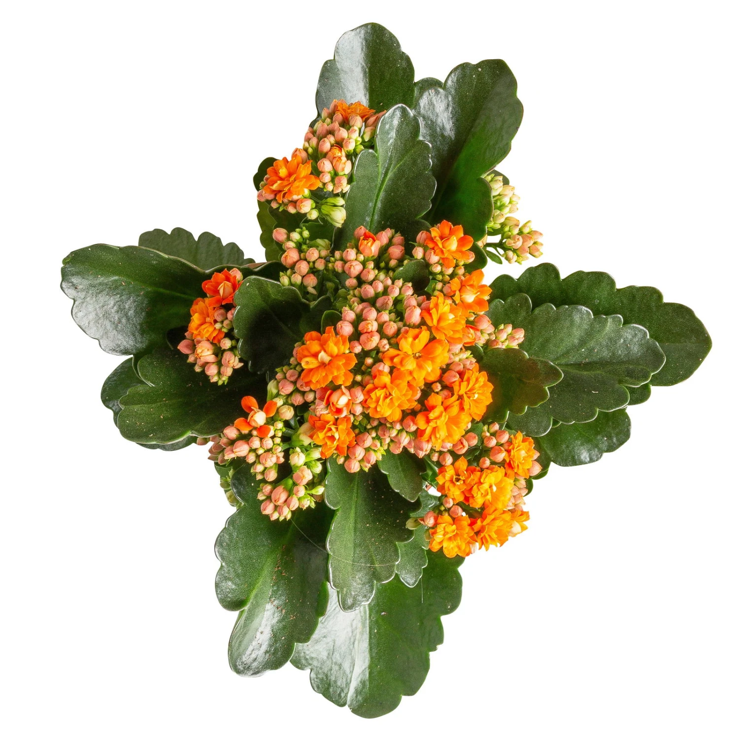 Kalanchoe 'Calandiva'®, Gelb&orange, Topf-Ø 12 Cm, Höhe Ca. 20-30 Cm, 6er-Set 2 Kalanchoe 'Calandiva'®, Gelb&orange, Topf-Ø 12 Cm, Höhe Ca. 20-30 Cm, 6er-Set - Image 2