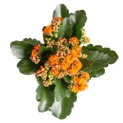 Kalanchoe 'Calandiva'®, Orange, Topf-Ø 12 Cm, Höhe Ca. 27,5 Cm, 6er-Set -Compo Verkaufsgeschäft 0210350385 Kalanchoe orange 6er Set 6xorange 3 2