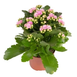 Kalanchoe 'Calandiva'®, Rosa, Topf-Ø 12 Cm, Höhe Ca. 27,5 Cm, 6er-Set -Compo Verkaufsgeschäft 0210350386 Kalanchoe rosa 6er Set 6xrosa 1 1
