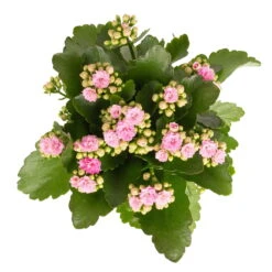 Kalanchoe 'Calandiva'®, Rosa, Topf-Ø 12 Cm, Höhe Ca. 27,5 Cm, 6er-Set -Compo Verkaufsgeschäft 0210350386 Kalanchoe rosa 6er Set 6xrosa 2 1