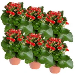 Neue Veröffentlichungen -Compo Verkaufsgeschäft 0210350387 Kalanchoe rot 6er Set 6xrot 2