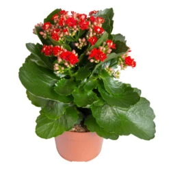 Kalanchoe 'Calandiva'®, Rot&orange, Topf-Ø 12 Cm, Höhe Ca. 20-30 Cm, 6er-Set -Compo Verkaufsgeschäft 0210350387 Kalanchoe rot 6er Set 6xrot 21 1