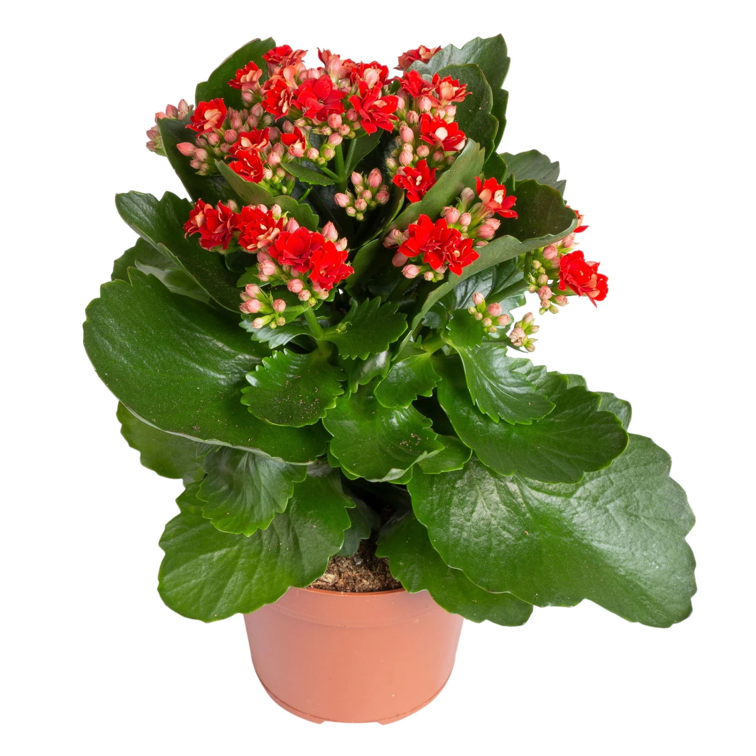Kalanchoe 'Calandiva'®, Rot&gelb, Topf Topf-Ø 12 Cm, Höhe Ca. 20-30cm, 6er-Set 3 Kalanchoe 'Calandiva'®, Rot&gelb, Topf Topf-Ø 12 Cm, Höhe Ca. 20-30cm, 6er-Set - Image 3
