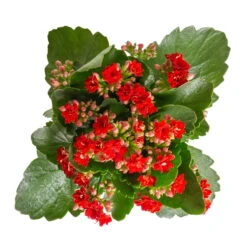 Kalanchoe 'Calandiva'®, Rot&orange, Topf-Ø 12 Cm, Höhe Ca. 20-30 Cm, 6er-Set -Compo Verkaufsgeschäft 0210350387 Kalanchoe rot 6er Set 6xrot 3 1