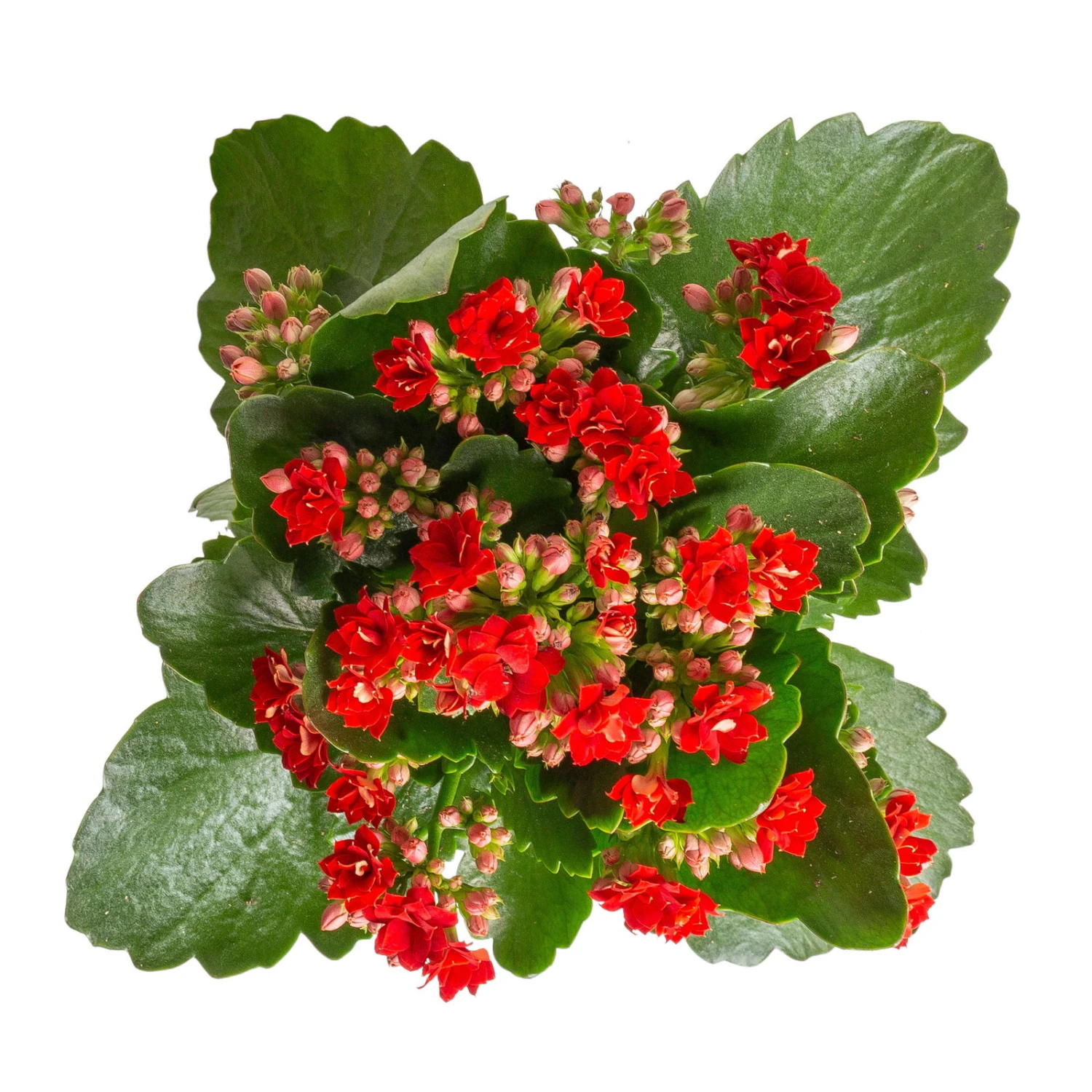 Kalanchoe 'Calandiva'®, Rot&violett, Topf-Ø 12 Cm, Höhe Ca. 20-30 Cm, 6er-Set 4 Kalanchoe 'Calandiva'®, Rot&violett, Topf-Ø 12 Cm, Höhe Ca. 20-30 Cm, 6er-Set - Image 4