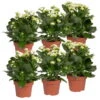 Kalanchoe 'Calandiva'®, Weiß, Topf-Ø 12 Cm, Höhe Ca. 27,5 Cm, 6er-Set -Compo Verkaufsgeschäft 0210350388 Kalanchoe weiss 6er Set 6xweiss