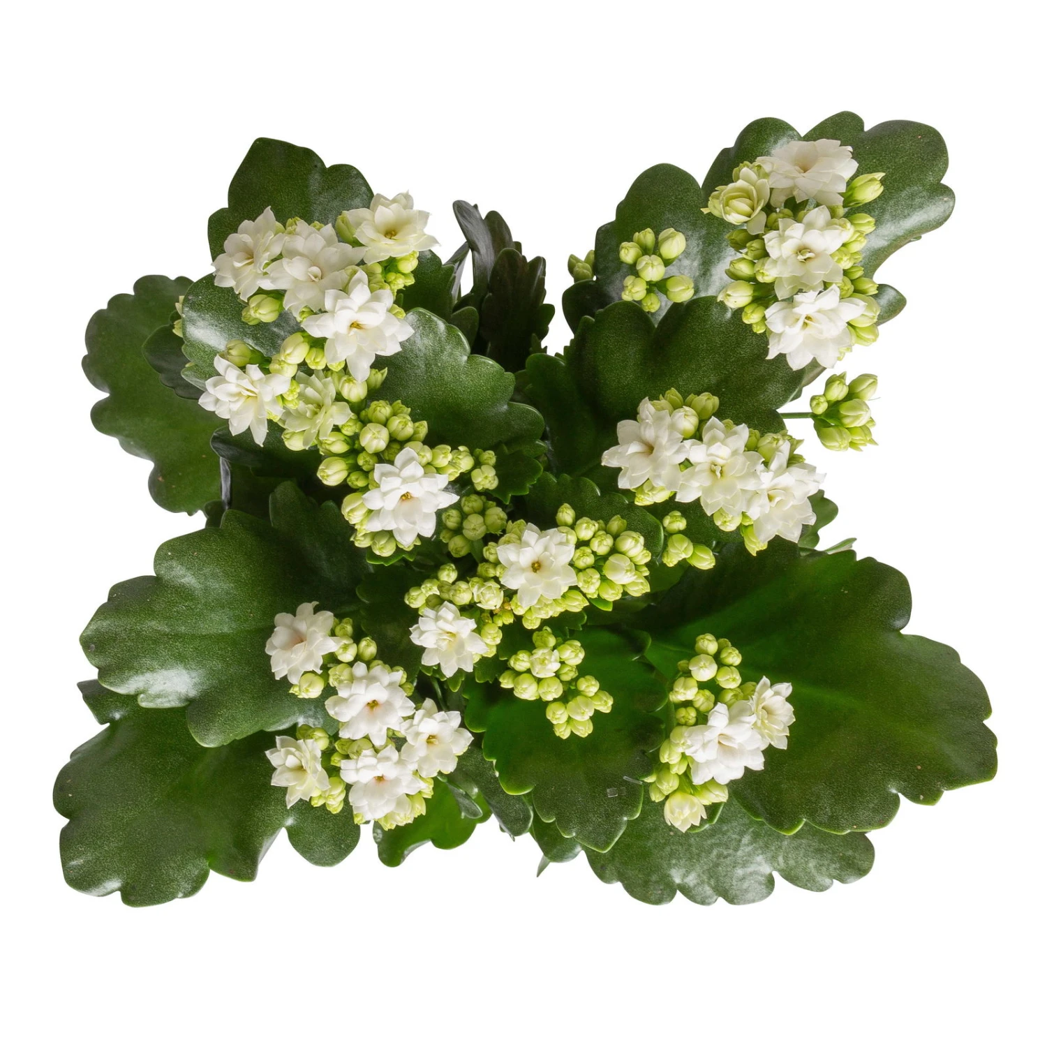 Kalanchoe 'Calandiva'®, Weiß&violett, Topf-Ø 12 Cm, Höhe Ca. 20-30 Cm, 6er-Set 2 Kalanchoe 'Calandiva'®, Weiß&violett, Topf-Ø 12 Cm, Höhe Ca. 20-30 Cm, 6er-Set - Image 2