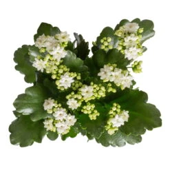 Neue Veröffentlichungen -Compo Verkaufsgeschäft 0210350388 Kalanchoe weiss 6er Set 6xweiss 1 2