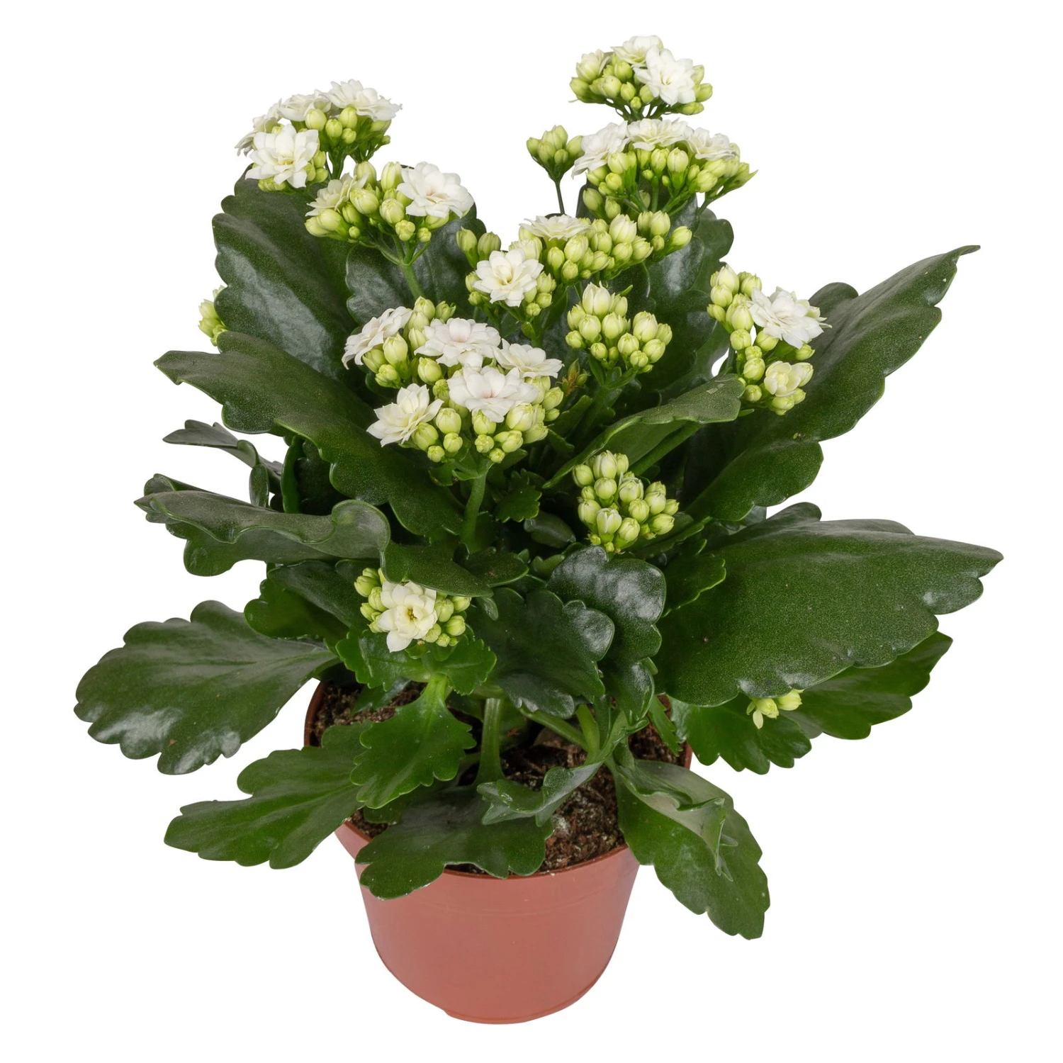 Kalanchoe 'Calandiva'®, Weiß&violett, Topf-Ø 12 Cm, Höhe Ca. 20-30 Cm, 6er-Set 3 Kalanchoe 'Calandiva'®, Weiß&violett, Topf-Ø 12 Cm, Höhe Ca. 20-30 Cm, 6er-Set - Image 3