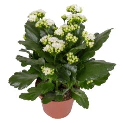 Kalanchoe 'Calandiva'®, Weiß & Rot, Topf-Ø 12 Cm, Höhe Ca. 20-30 Cm, 6er-Set -Compo Verkaufsgeschäft 0210350388 Kalanchoe weiss 6er Set 6xweiss 2