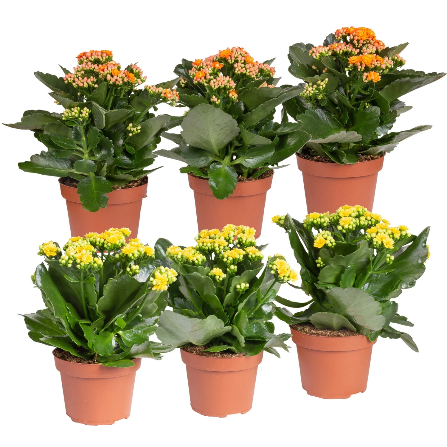 Kalanchoe 'Calandiva'®, Gelb&orange, Topf-Ø 12 Cm, Höhe Ca. 20-30 Cm, 6er-Set 1 Kalanchoe 'Calandiva'®, Gelb&orange, Topf-Ø 12 Cm, Höhe Ca. 20-30 Cm, 6er-Set