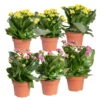 Kalanchoe 'Calandiva'®, Gelb&violett, Topf-Ø 12 Cm, Höhe Ca. 20-30 Cm, 6er-Set -Compo Verkaufsgeschäft 0210350391 Kalanchoe gelb violett 6er Set 3xgelb 3xviolett