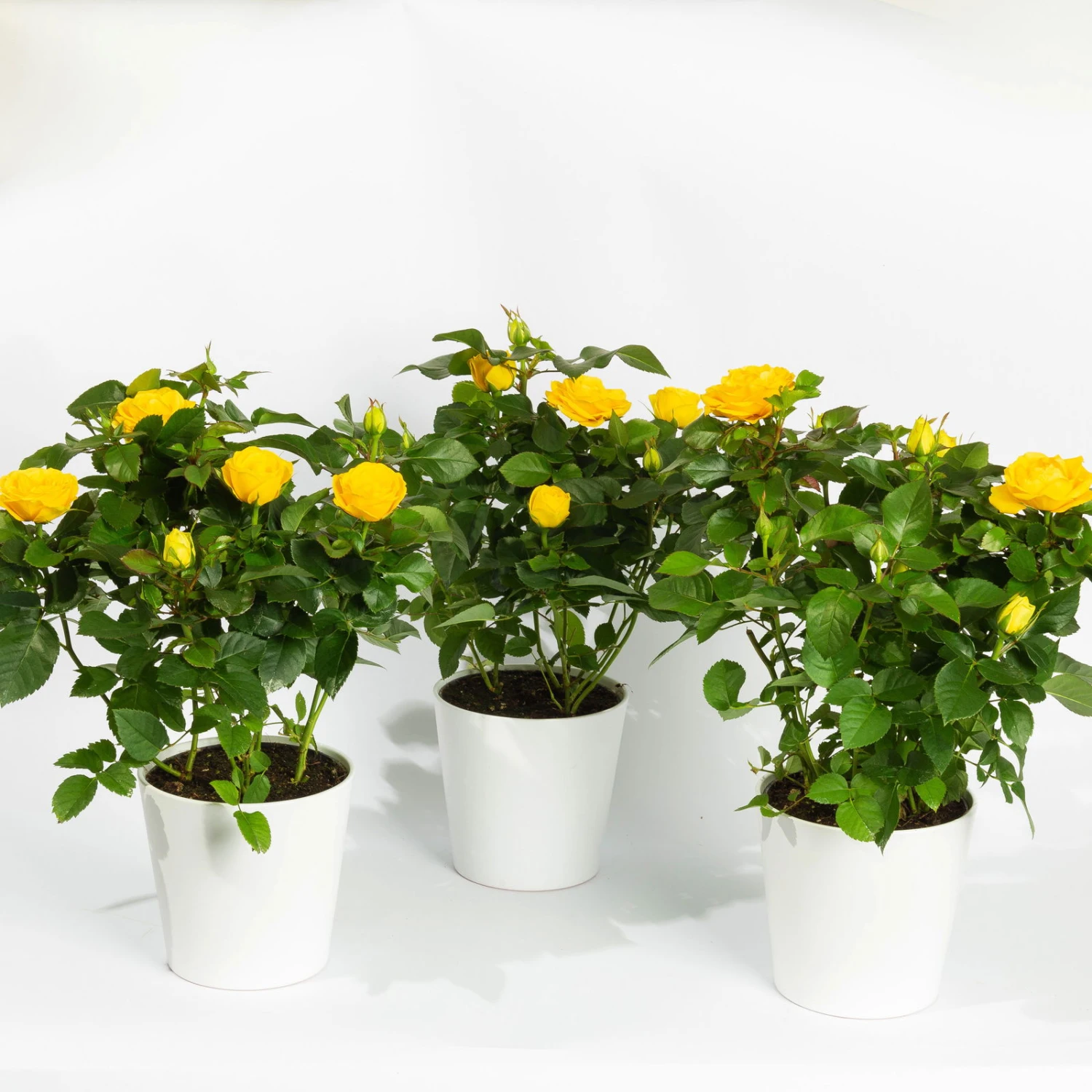 Rose, Gelb, Mit Topf Dallas Weiß, Topf-Ø 13 Cm, 3er-Set 1 Rose, Gelb, Mit Topf Dallas Weiß, Topf-Ø 13 Cm, 3er-Set