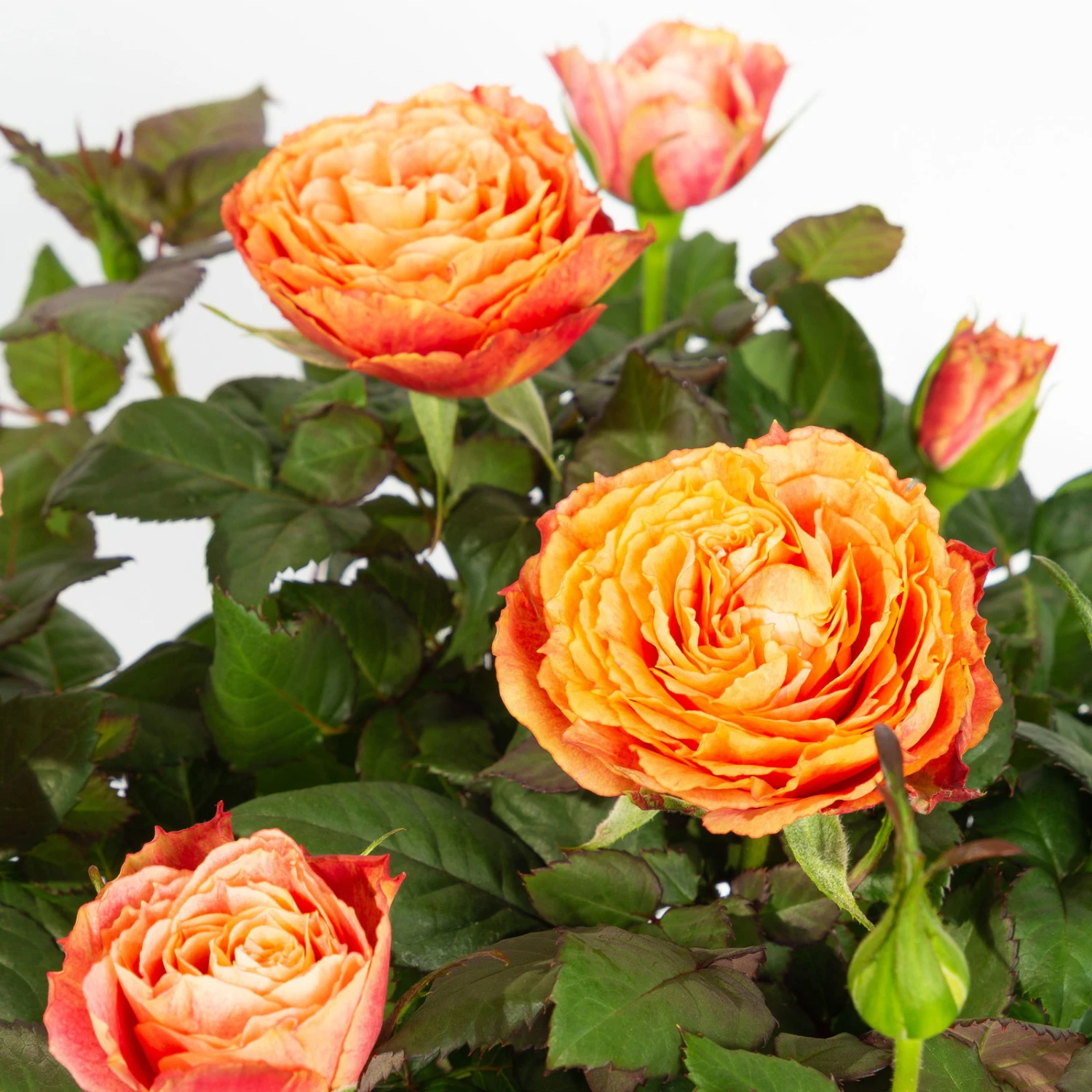 Rose, Orange, Mit Topf Dallas Weiß, Topf-Ø 13 Cm, 3er-Set 2 Rose, Orange, Mit Topf Dallas Weiß, Topf-Ø 13 Cm, 3er-Set - Image 2