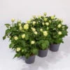 Rose Patio, Weiß, Topf-Ø 13 Cm, 6er-Set -Compo Verkaufsgeschäft 0210550249 Rose Patio T13 6er Set weiss WS 1