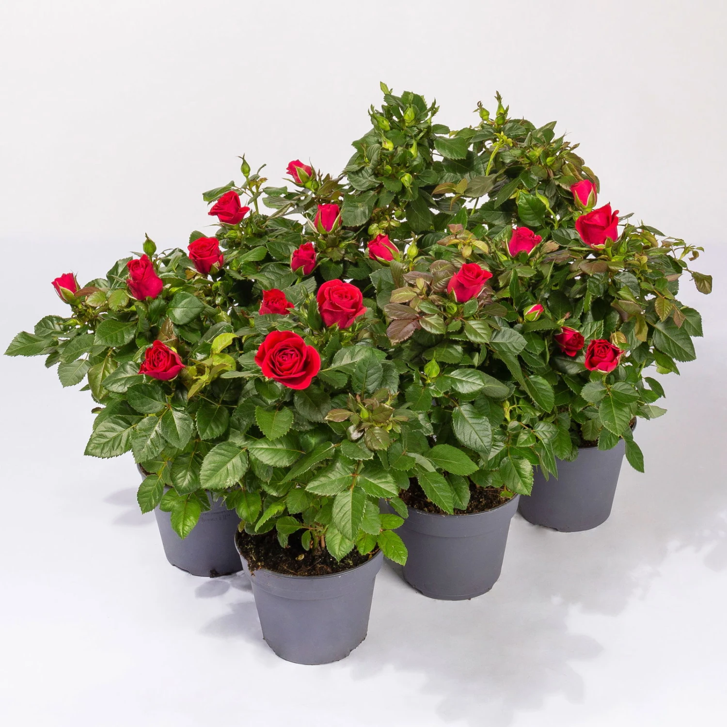 Rose Patio, Rot, Topf-Ø 13 Cm, 6er-Set 1 Rose Patio, Rot, Topf-Ø 13 Cm, 6er-Set