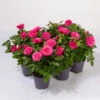 Rose Patio, Pink, Topf-Ø 13 Cm, 6er-Set
