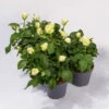 Rose Patio, Weiß, Topf-Ø 13 Cm, 3er-Set -Compo Verkaufsgeschäft 0210550257 Rose Patio T13 3er Set weiss
