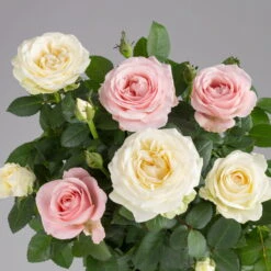 Rose 'Infinity' Duo Rosa-weiß, Topf-Ø 14 Cm, 2er-Set -Compo Verkaufsgeschäft 0210550266 rose infinity duo 1 122763