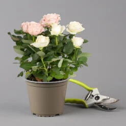 Rose 'Infinity' Duo Rosa-weiß, Topf-Ø 14 Cm, 2er-Set -Compo Verkaufsgeschäft 0210550266 rose infinity duo 2 122761